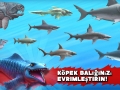 shark2